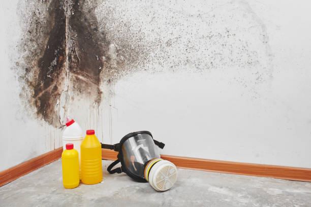 Best Mold Remediation  in Huntley, IL