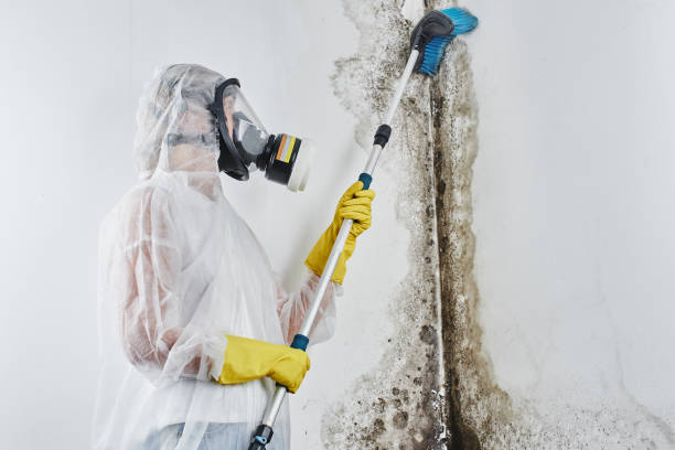 Best Fast Mold Removal  in Huntley, IL
