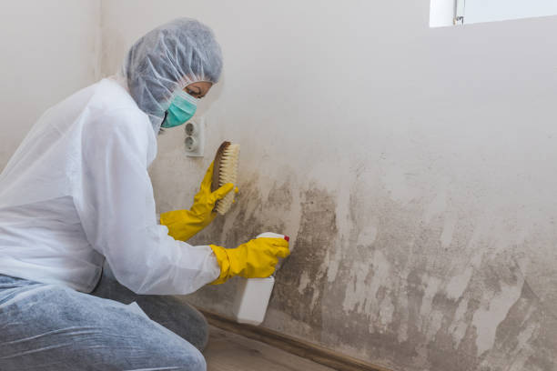Best Attic Mold Removal  in Huntley, IL