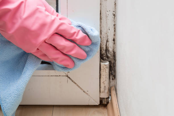 Trusted Huntley, IL Mold Removal Experts