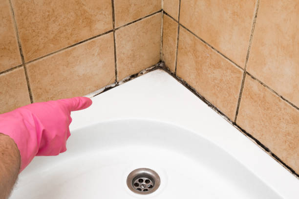 Best Commercial Mold Removal  in Huntley, IL
