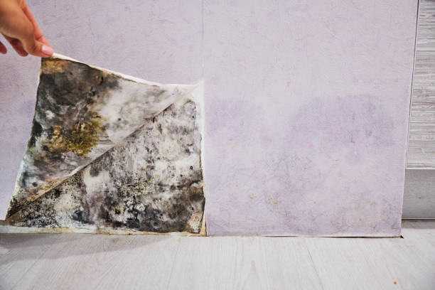Best Crawl Space Mold Removal  in Huntley, IL